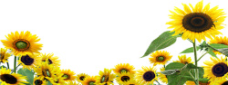 野生花卉向日葵花朵背景海报高清图片