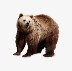 灰棕色格子窗棕色大狗熊高清图片