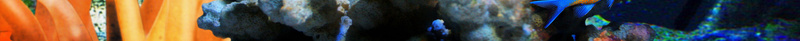 蓝色大气唯美海底世界背景psd设计背景_新图网 https://ixintu.com 三亚 各种鱼类 水藻 海底世界PSD 海星 海水 海洋 海藻 海豚 珊瑚 章鱼 虾 螃蟹 青岛 鱼