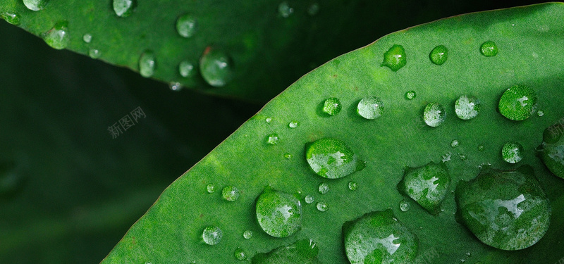 雨滴绿色背景背景图片免费下载 素材0mvawqwvw 新图网