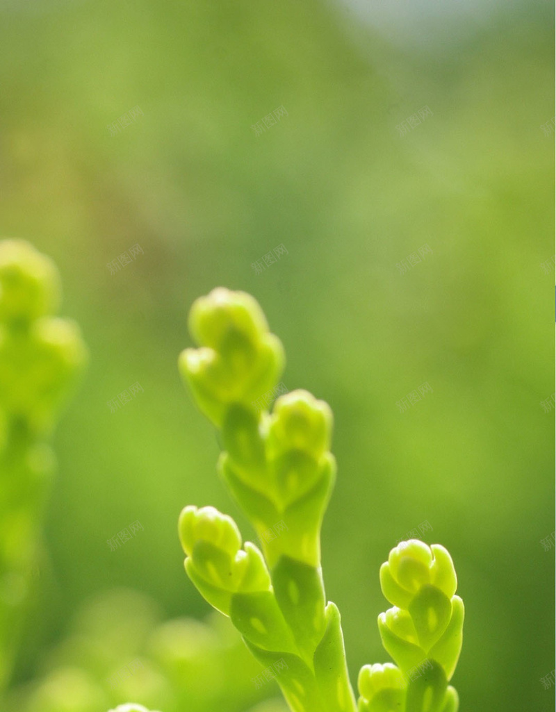 嫩芽嫩叶自然植物H5背景jpg设计背景_新图网 https://ixintu.com H5 H5背景 h5 嫩叶 嫩芽 小清新 文艺 植物 简约 绿色植物 绿色背景 自然