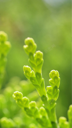 几何H5背景嫩芽嫩叶自然植物H5背景高清图片
