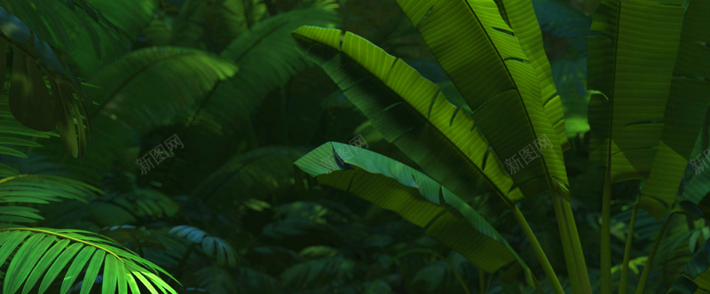 热带树林叶子背景图摄影图片
