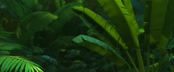 墨绿叶子热带树林叶子背景图高清图片