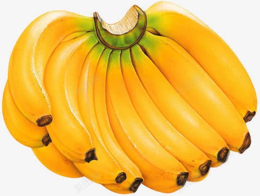 夏日黄色水果香蕉png免抠素材_新图网 https://ixintu.com 夏日 水果 香蕉 黄色