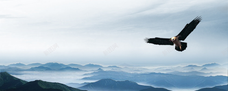 老鹰遨游天际背景图摄影图片