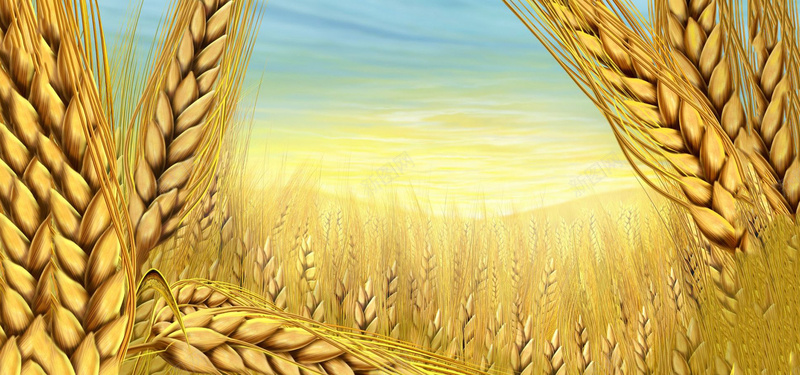 彩绘金黄色金黄色的稻田背景摄影图片