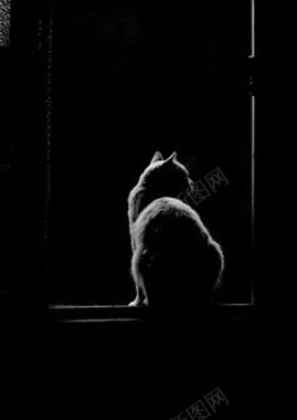 黑色的猫黑暗中的背景图背景