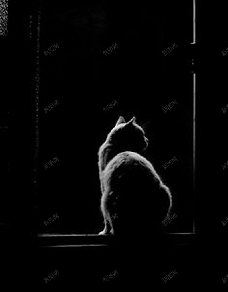 黑色的猫黑暗中的背景图psd设计背景_新图网 https://ixintu.com 害怕 摄影 风景 黑暗 黑色猫