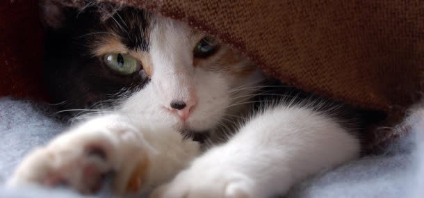 小猫动物背景jpg设计背景_新图网 https://ixintu.com 动物 背景