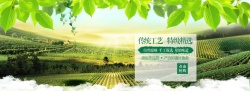 树叶展示素材淘宝天猫产品背景banner高清图片