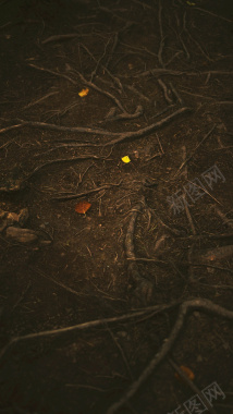 生命源泉树的根摄影图片