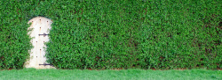 花园木门绿植覆盖墙面露木门高清图片
