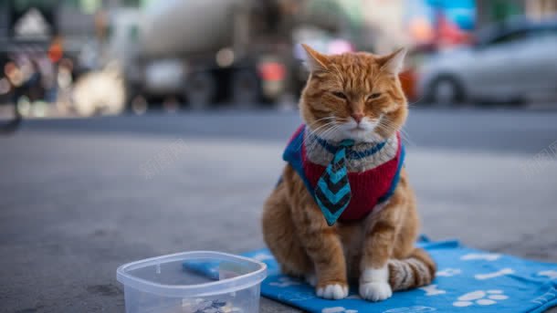 街头的猫可爱猫咪背景