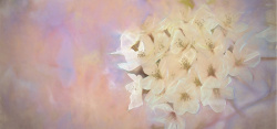美丽白花小花美丽的小白花高清图片
