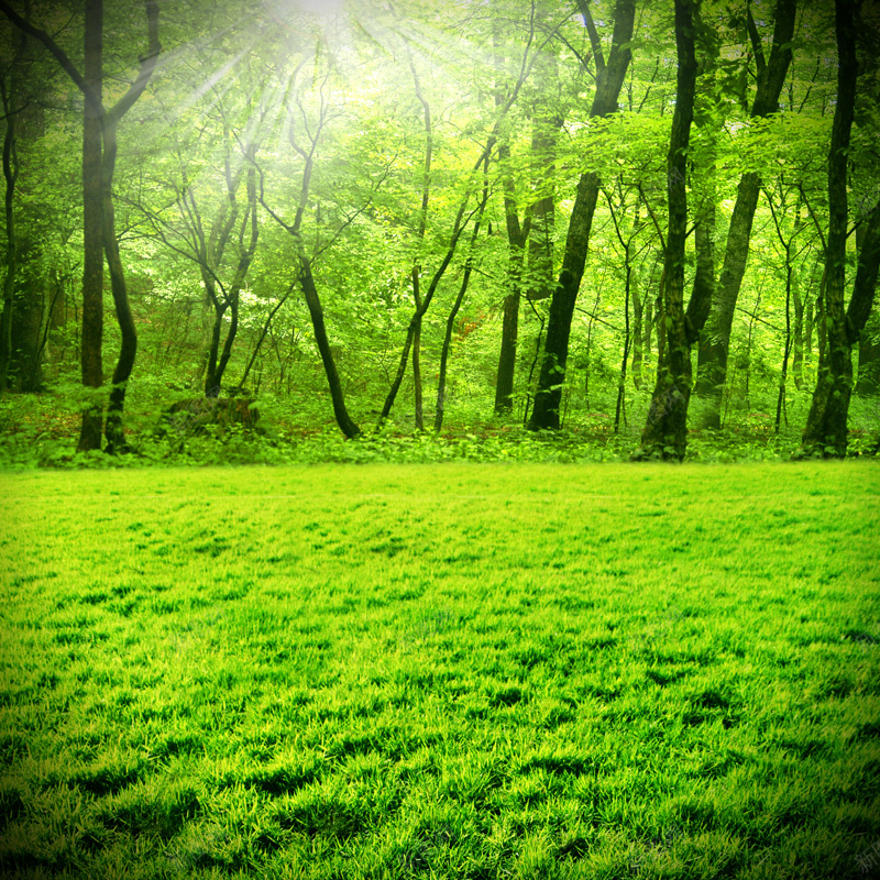 摄影首图psd_新图网 https://ixintu.com 主图 摄影 树木 绿色 草地 风景
