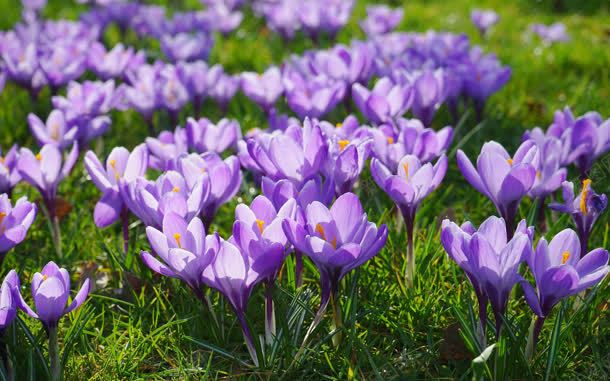 紫色花朵草地好看jpg设计背景_新图网 https://ixintu.com 好看 紫色 花朵 草地