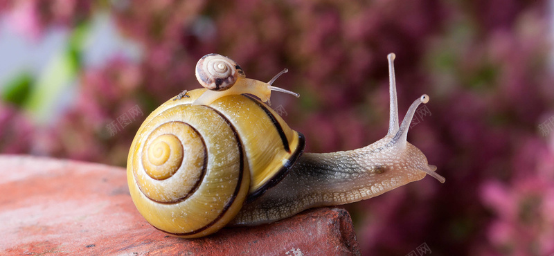 蜗牛背景图摄影图片
