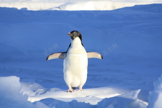南极企鹅冰雪背景