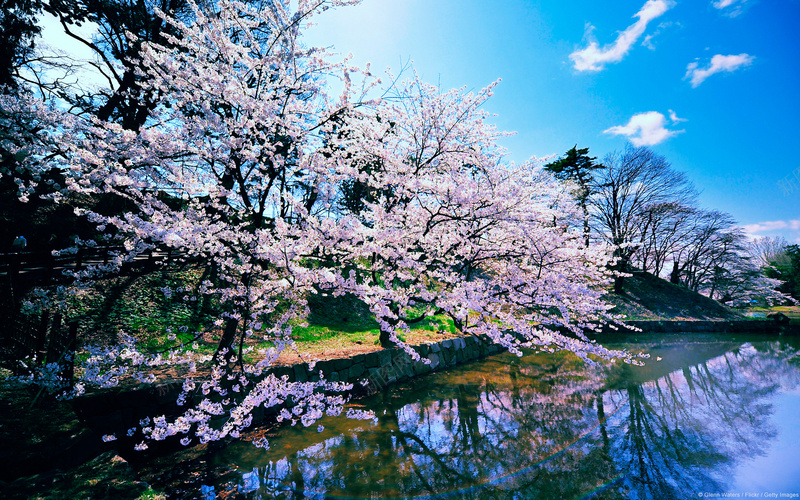 春天的小池塘的花jpg设计背景_新图网 https://ixintu.com 春天的小池塘的花 盛开的花 花 阳光下的花