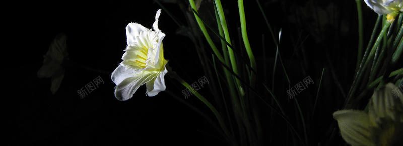 花草jpg设计背景_新图网 https://ixintu.com 1920背景 妇女节海报 摄影 春夏海报 服装海报 海报banner 淘宝女装海报 绿色背景海报 节日海报 轮播图 风景