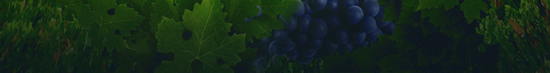 葡萄酒产地海报psd设计背景_新图网 https://ixintu.com 绿色 葡萄树 葡萄树藤
