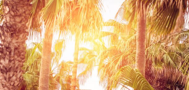 椰子树间的金色阳光海报背景jpg设计背景_新图网 https://ixintu.com 椰子树 海报 背景 金色 阳光