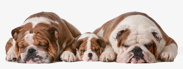三只可爱的小狗png免抠素材_新图网 https://ixintu.com 三只可爱的小狗图片 三只睡着的狗 宠物摄影 宠物狗 小狗 狗玩耍 玩球的狗狗