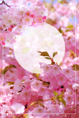 粉色浪漫樱花节海报背景