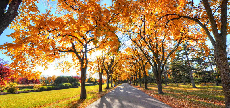 公园秋季自然风光背景摄影图片