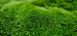 草坪青苔背景图片草坪青苔背景高清图片