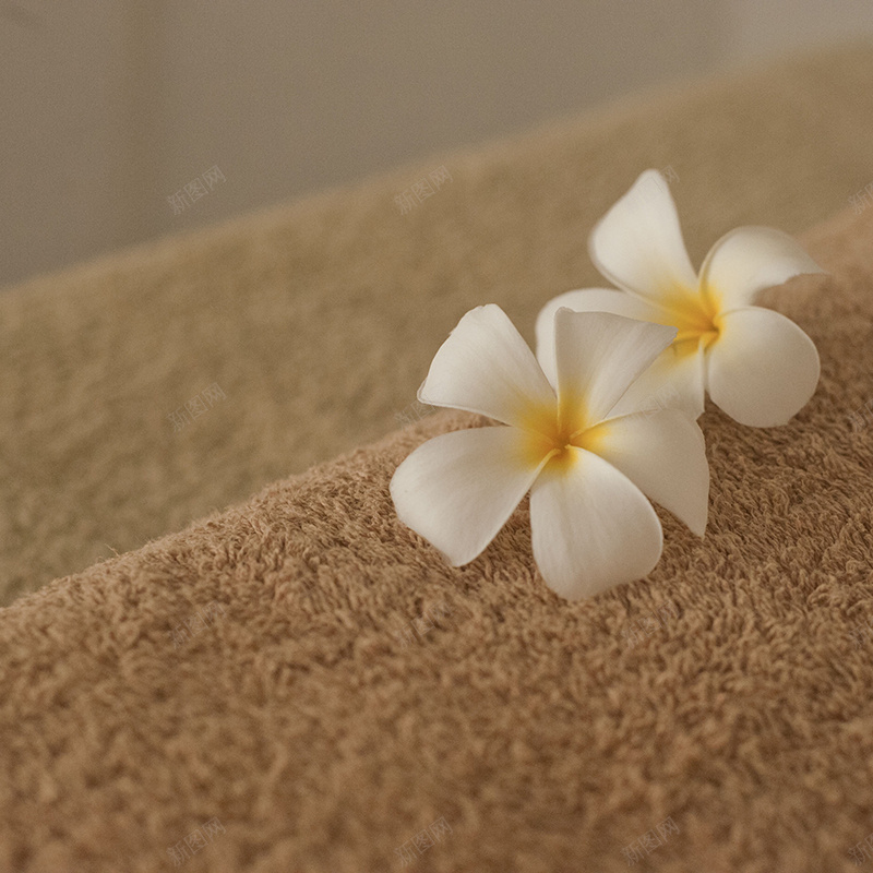 毛毯白花背景jpg设计背景_新图网 https://ixintu.com 主图 毛毯 白花 纹理 花朵 质感