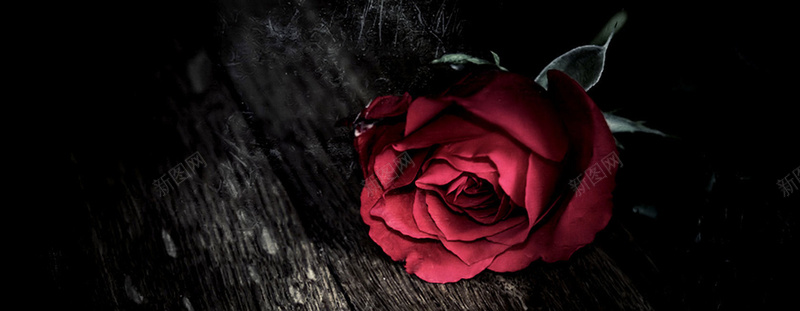 红色玫瑰背景图摄影图片