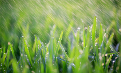 雨中绿叶素材雨中绿叶郁郁葱葱高清图片