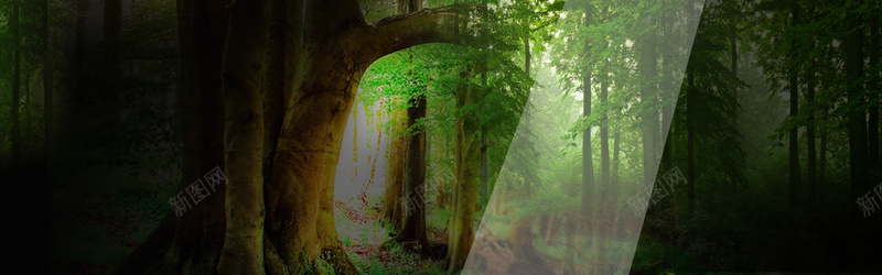 绿色树林深处背景图psd_新图网 https://ixintu.com 光源 摄影 树木 森林 海报banner 风景