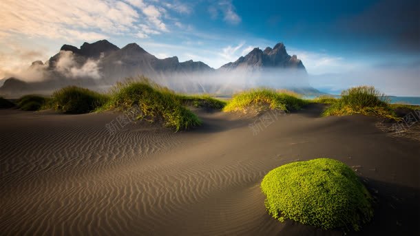 绿色沙漠植物背景