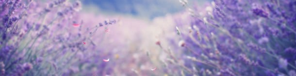 紫色花草背景jpg设计背景_新图网 https://ixintu.com 紫色 背景 花草