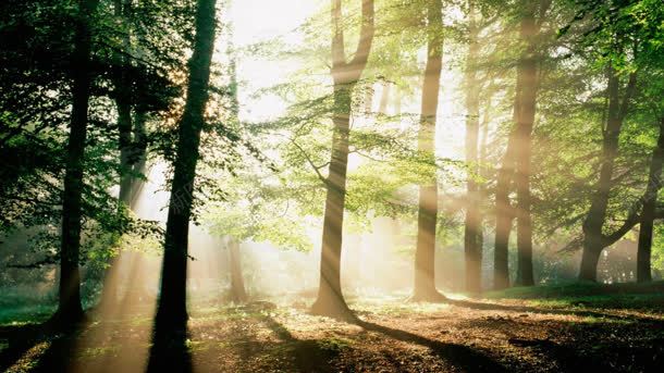 阳光透明茂密森林里jpg设计背景_新图网 https://ixintu.com 森林 茂密 透明 阳光