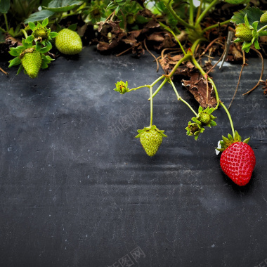 农场草莓纹理背景背景
