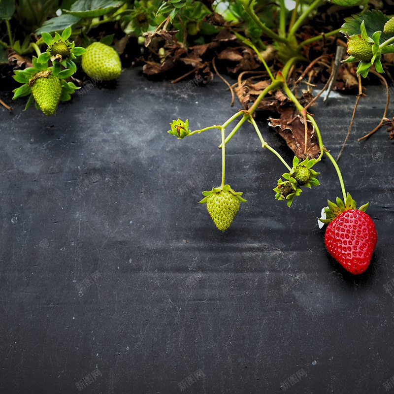 农场草莓纹理背景jpg设计背景_新图网 https://ixintu.com 主图 农场 浪漫 纹理 草莓 质感