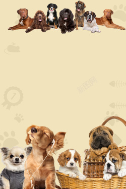 宠物俱乐部宠物猫狗宠物医院俱乐部海报背景高清图片