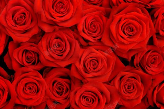 红色玫瑰花瓣花朵背景