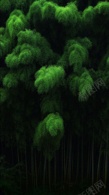 一方茂密的竹子林摄影图片