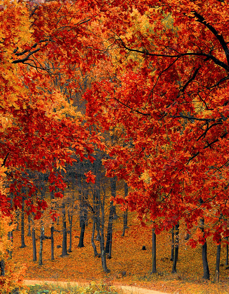秋季公园红色枫叶背景jpg_新图网 https://ixintu.com 公园 摄影 枫叶 秋季 红色 风景