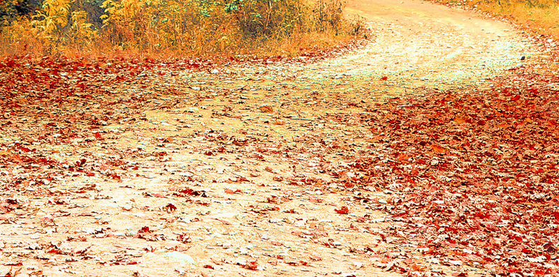 秋季公园红色枫叶背景jpg_新图网 https://ixintu.com 公园 摄影 枫叶 秋季 红色 风景