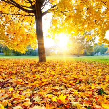 秋天叶子黄了背景背景