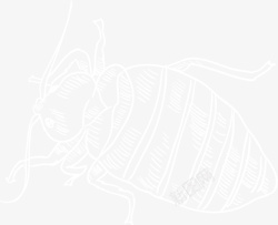 写实昆虫白色手绘写实类昆虫矢量图高清图片