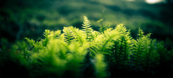 草地特写绿草地小草特写高清图片