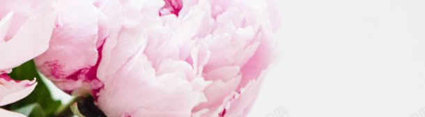 粉色温馨唯美花朵背景