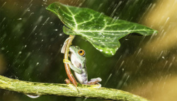 青蛙撑伞青蛙在雨中撑伞高清图片
